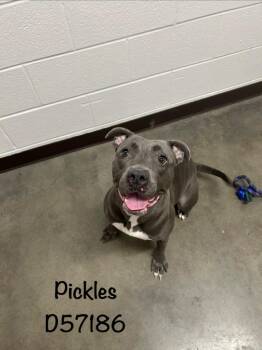 Pickles -  Pit Bull Terrier Dog for Adoption in Clarksville, Tennessee - Pickles | PetCurious