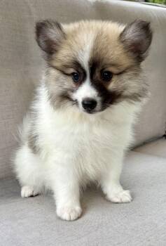 Andy -  Pomeranian Dog for Adoption in New Baltimore, Michigan - Andy | PetCurious