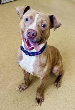 SLINKY -  Pit Bull Terrier Dog for Adoption in Derwood, Maryland - SLINKY | PetCurious