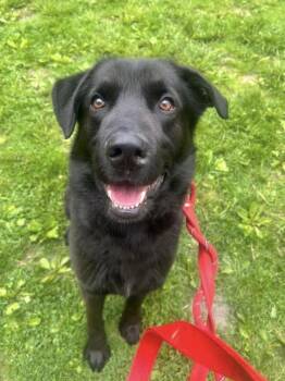 Black Labrador Retriever Dogs Available for Adoption in Warren, Ohio - Rambo | PetCurious