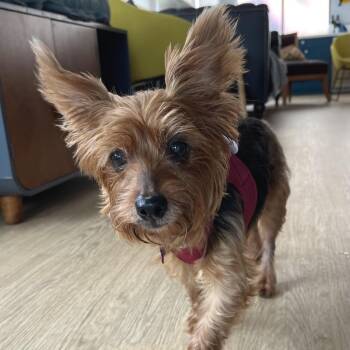 Sixpence 14517 -  Yorkshire Terrier Dog for Adoption in San Francisco, California - Sixpence 14517 | PetCurious