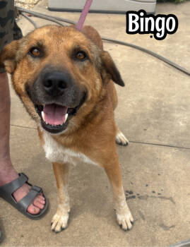 Rescue Black Mouth Cur Dogs for Adoption in Tulsa, Oklahoma - Bingo | PetCurious