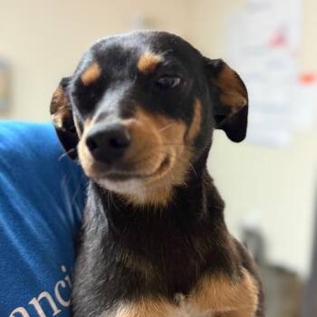 Terrier and Mixed Breed Dogs Available for Adoption in Campton Hills, Illinois - Lainey | PetCurious