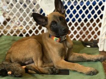 Rossi located in California -  Belgian Shepherd Malinois Dog for Adoption in Imlay City, Michigan - Rossi Located In California | PetCurious