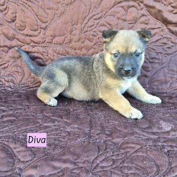 Australian Cattle Dog Blue Heeler Dogs Available for Adoption - Diva (Darcy