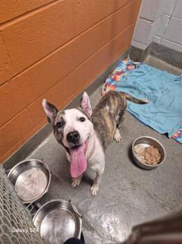 TRISTIAN -  Whippet and Mixed Breed Dog for Adoption - TRISTIAN | PetCurious