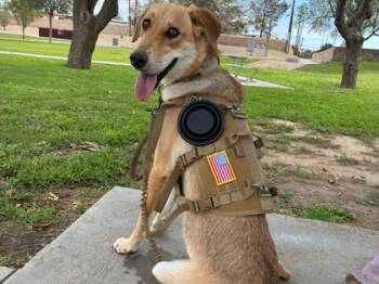Rescue Retriever and German Shepherd Dog Dogs for Adoption in El Paso, Texas - Bailey | PetCurious