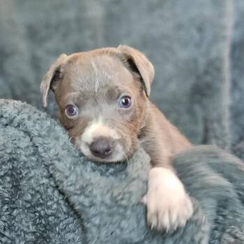 Goldieloxx Pup- Thor -  Labrador Retriever and Terrier Dog for Adoption in Fairfax Station, Virginia - Goldieloxx Pup- Thor | PetCurious