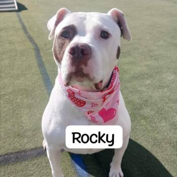 Rocky -  American Bulldog Dog for Adoption in Blair, Wisconsin - Rocky | PetCurious