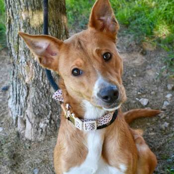 FOXIE -  Mixed Breed Dog for Adoption in Bowling Green, Ohio - FOXIE | PetCurious