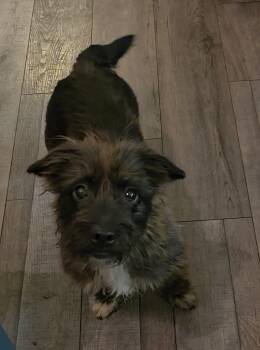 Terrier Dogs Available for Adoption in Rosenberg, Texas - Desi Lou | PetCurious