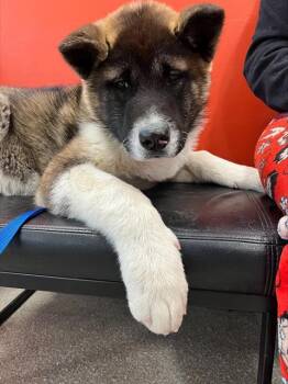 Akita Dogs Available for Adoption - A794086 | PetCurious