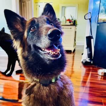 Ada -  Belgian Shepherd Malinois Dog for Adoption in Baldwin, Maryland - Ada | PetCurious