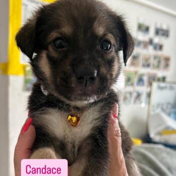 Candace -  Hound and Beagle Dog for Adoption in Tampa, Florida - Candace | PetCurious