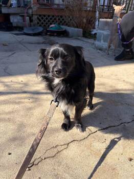 Papillon and Mixed Breed Dogs Available for Adoption - Morgan | PetCurious