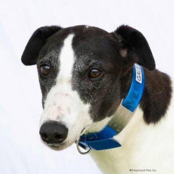 Gale -  Greyhound Dog for Adoption in Woodinville, Washington - Gale | PetCurious