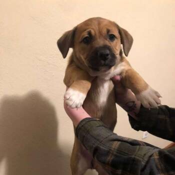 Mixed Breed Dogs Available for Adoption - Cavatappi | PetCurious