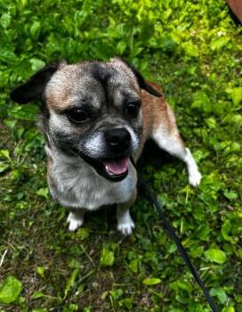 Falcon -  Chihuahua Dog Available for Adoption in Knoxville, Tennessee - Falcon | PetCurious