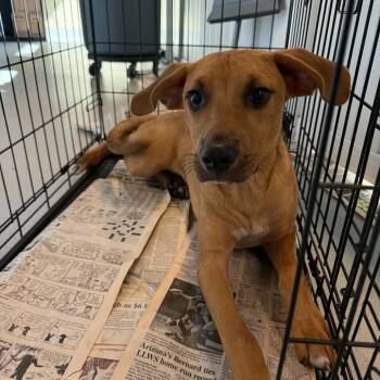 Gasoline -  Mixed Breed Dog for Adoption in Huntington, West Virginia - Gasoline | PetCurious