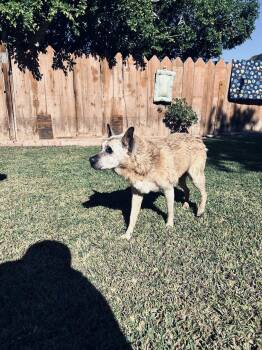 Mixed Breed Dogs Available for Adoption - Ofelia - Courtesy Post | PetCurious