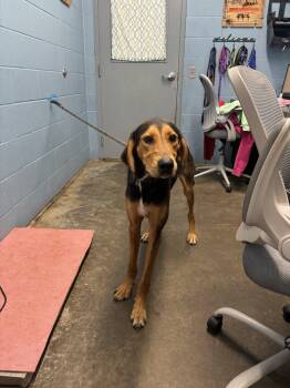 Rescue Black And Tan Coonhound Dogs for Adoption in Evansville, Indiana - Range Rover | PetCurious