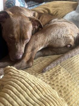 Mixed Breed Dogs Available for Adoption in Lansing, Michigan - Peyton (26-073 D) | PetCurious