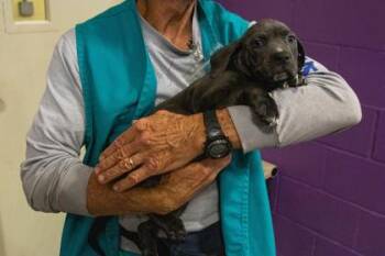 Pit Bull Terrier and Mixed Breed Dogs Available for Adoption in Kansas City, Missouri - Starry | PetCurious
