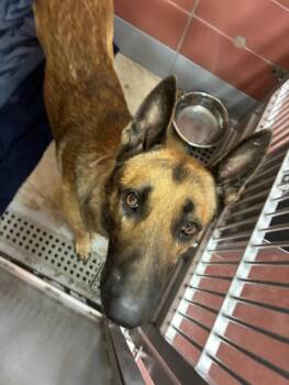 MALFOY -  German Shepherd Dog and Mixed Breed Dog for Adoption in Houston, Texas - MALFOY | PetCurious