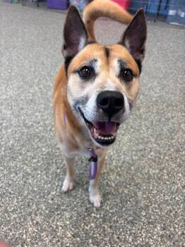 Pit Bull Terrier Dogs Available for Adoption in Liverpool, New York - Benjamin | PetCurious
