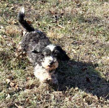 EMMA -  Havanese Dog for Adoption in Chicopee, Massachusetts - EMMA | PetCurious