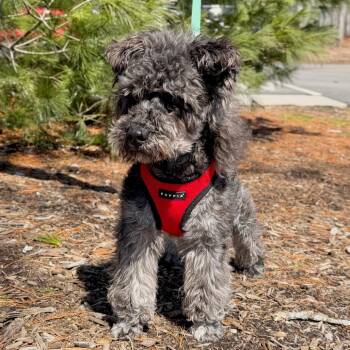 Schnauzer Dogs Available for Adoption - Aries | PetCurious