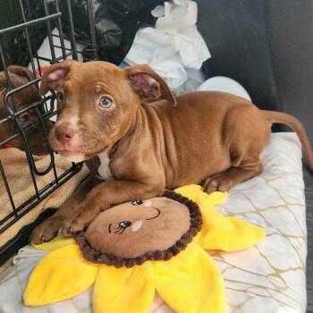 Paul Anka -  Doberman Pinscher and Mixed Breed Dog for Adoption in Ferndale, Michigan - Paul Anka | PetCurious