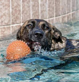 American Staffordshire Terrier Dogs Available for Adoption - Sage | PetCurious