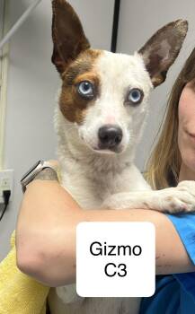Jack Russell Terrier Dogs Available for Adoption in Morganton, North Carolina - Gizmo | PetCurious