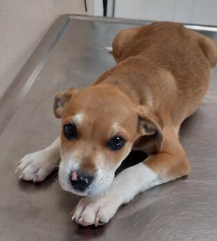 Pit Bull Terrier Dogs Available for Adoption in Mocksville, North Carolina - Godbey Rd 1(Mark) | PetCurious