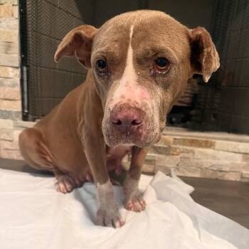 Maggie Moose -  Mixed Breed Dog for Adoption in Memphis, Tennessee - Maggie Moose | PetCurious