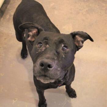 Pit Bull Terrier and Black Labrador Retriever Dogs Available for Adoption in Kanab, Utah - Katy | PetCurious