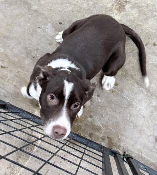 Mixed Breed and Labrador Retriever Dogs Available for Adoption - Paulie | PetCurious