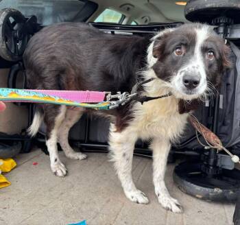 Australian Shepherd Dogs Available for Adoption - Blu - Not At Shelter (Joan) | PetCurious