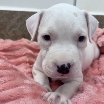 Tender Heart Bear 54008 -  Pit Bull Terrier and Mixed Breed Dog for Adoption in Las Vegas, Nevada - Tender Heart Bear 54008 | PetCurious