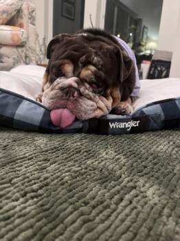 English Bulldog Dogs Available for Adoption - Gunner | PetCurious