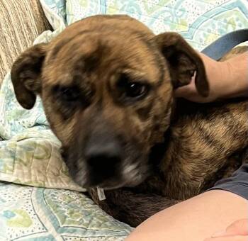 Lab-a-Pug -  Labrador Retriever and Pug Dog for Adoption in Mount Laurel Township, New Jersey - Lab-a-Pug | PetCurious