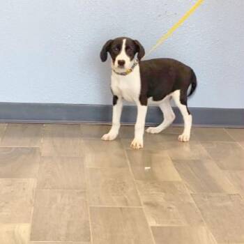 Twist -  Great Dane Dog for Adoption in Nevada, Missouri - Twist | PetCurious