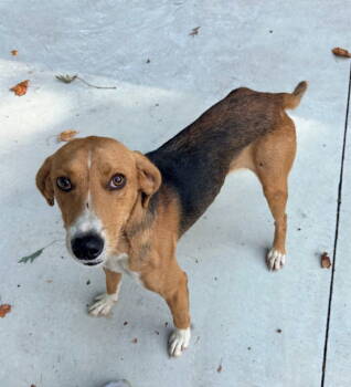 Rescue Hound and Beagle Dogs for Adoption in Ocean Township, New Jersey - Fiddle - Fun Loving Boy! | PetCurious