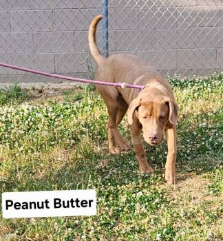 Hound Dogs Available for Adoption in Rockaway, New Jersey - Peanut Butter Dixon | PetCurious