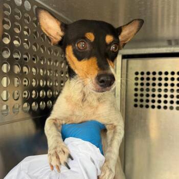 Poppy -  Chihuahua and Mixed Breed Dog for Adoption in Edinburg, Texas - Poppy | PetCurious