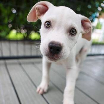 Mickey Mantel -  English Bulldog and Mixed Breed Dog for Adoption in Bradenton, Florida - Mickey Mantel | PetCurious