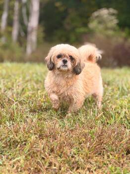 Marilyn- Transport -  Shih Tzu Dog for Adoption in Gradyville, Kentucky - Marilyn- Transport | PetCurious
