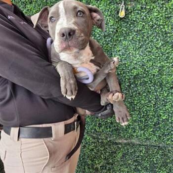 Flecha -  American Staffordshire Terrier and Mixed Breed Dog for Adoption in El Paso, Texas - Flecha | PetCurious