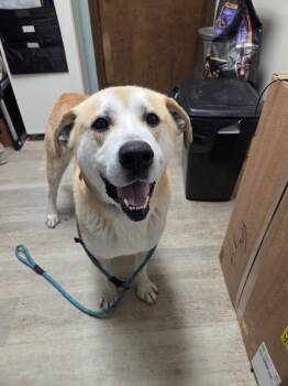 Yellow Labrador Retriever and Husky Dogs Available for Adoption in Medina, Ohio - Zeus-Not Accepting Applications Yet! | PetCurious